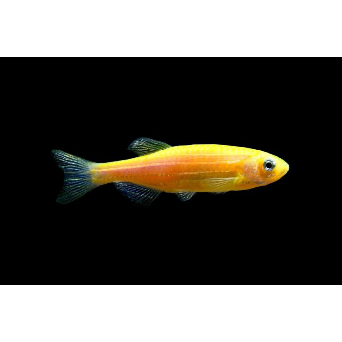   (Glofish-orange) 8