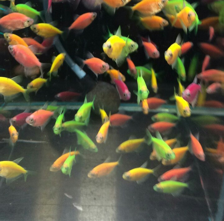 ГЛОФИШ, яркие светящиеся рыбки, флуоресцентные рыбки, GloFish 6 ШТ