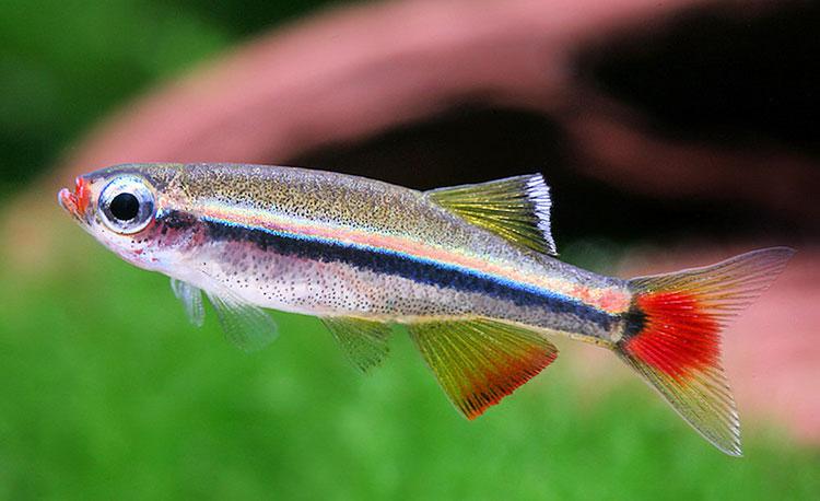Аквариумная рыбка Кардинал (лат. Tanichthys albonubes) 2-3 см  8шт