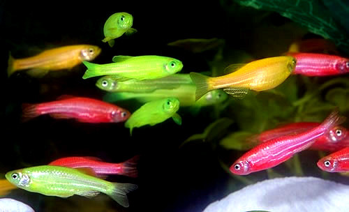    (GloFish) 8   