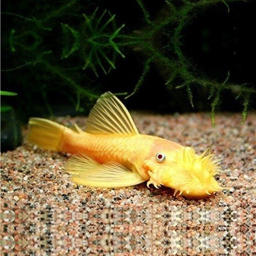 Аквариумная рыбка-анциструс альбинос 5 штук