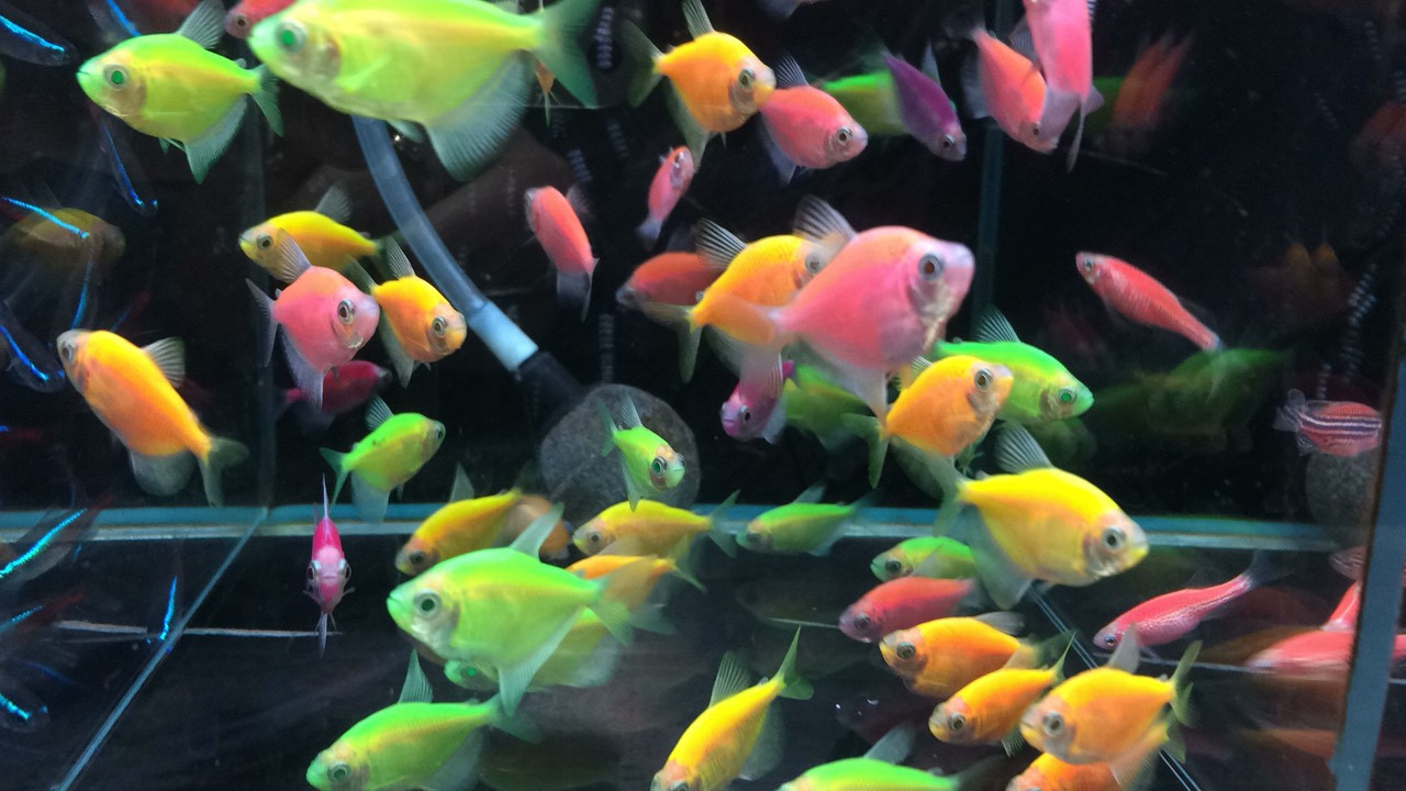 ГЛОФИШ, яркие светящиеся рыбки, флуоресцентные рыбки, GloFish 6 ШТ