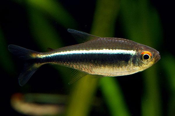 Аквариумная рыбка Неон черный (Hyphessobrycon herbertaxelrodi) 2-3 см  8шт