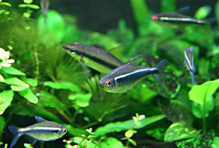 Аквариумная рыбка Неон черный (Hyphessobrycon herbertaxelrodi) 2-3 см  8шт